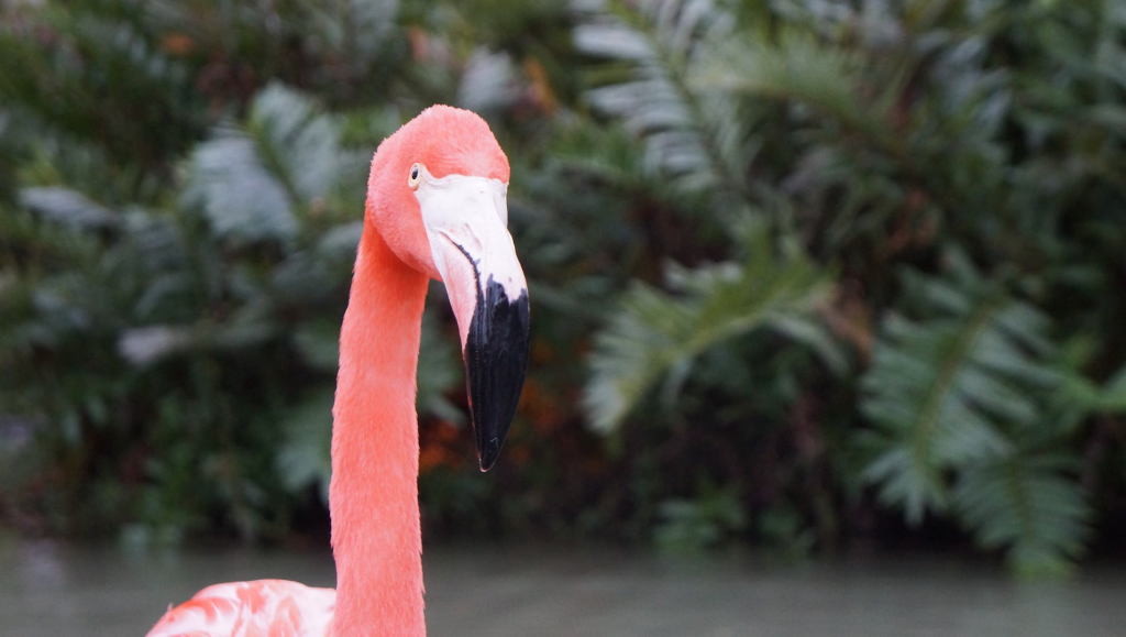 Mister Flamingo always poses at an angle. So frustrating.