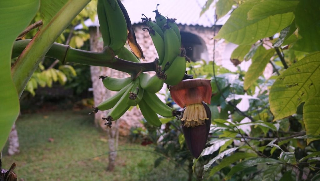 Another mystery. This is not a banana tree. What is it, then? Some of you is bound to know this. Put your answer in the comment section. The rest of you – read that comment. It’s a great bit of trivia.