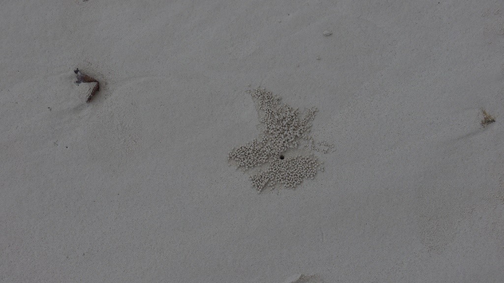 This is a huge mystery. Who or what leaves these prints? How does it do it? There’s thousands of them on this beach.
