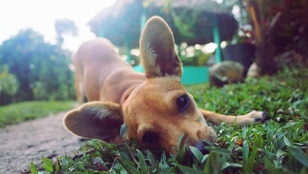 But I’m great at talking to animals. Come on, Scooby, strike a pose.