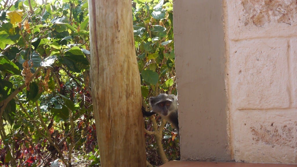 monkey44