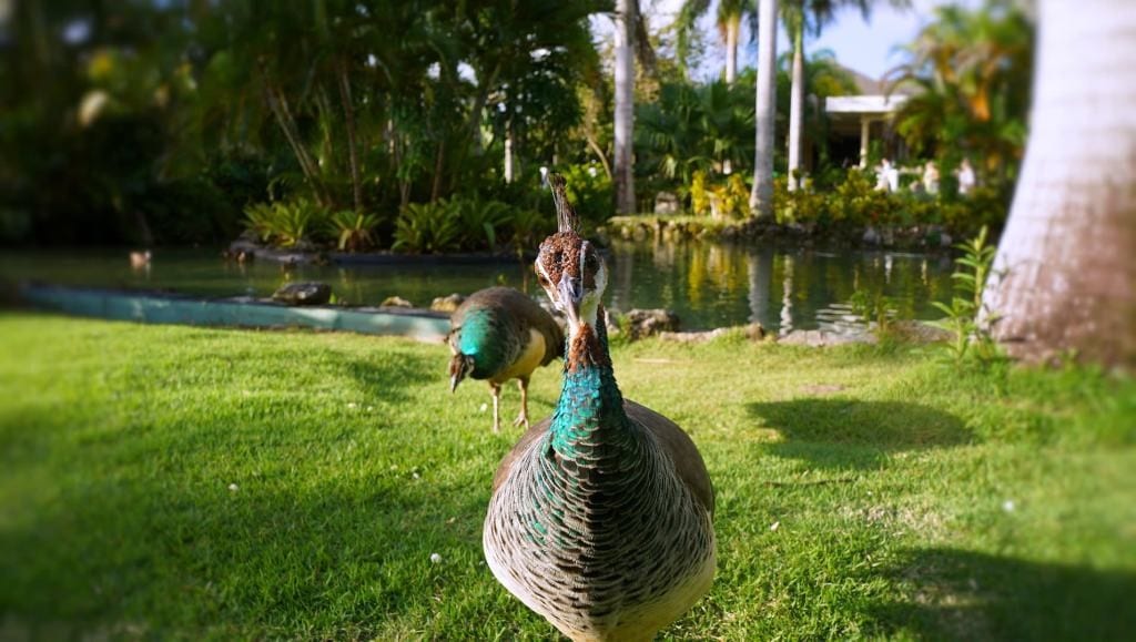 Peacock on hotel lawn
