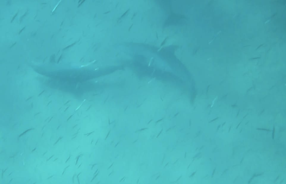 Three of them above me, about a dozen below me. I tried chasing them, scaring them, threatening them but they just weren’t up for a fight.