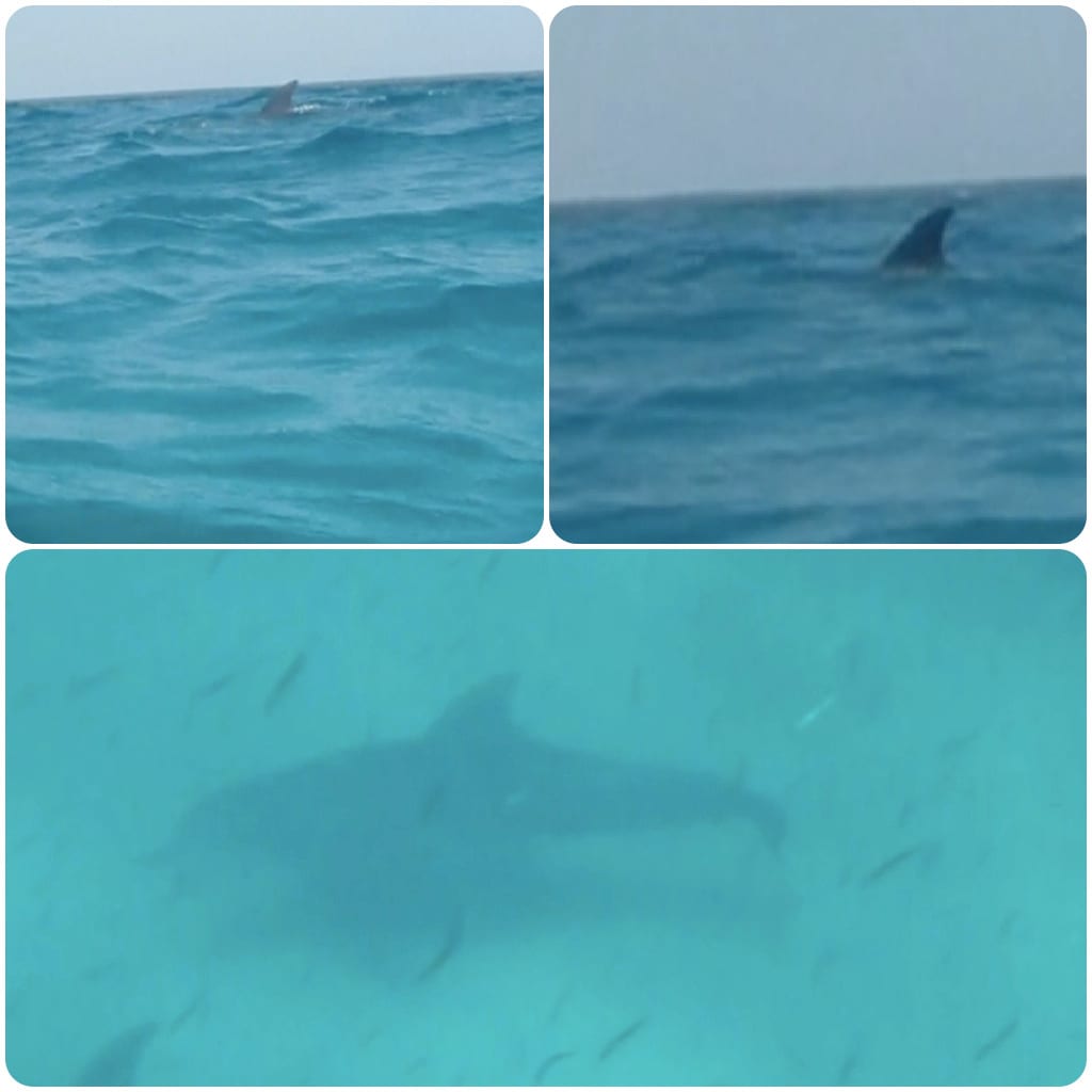 And I stumbled upon the most vicious species amongst sea creatures. The Kenyan shark. It’s as dangerous as the infamous Hungarian lion.