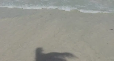 Hunting for the perfect beach