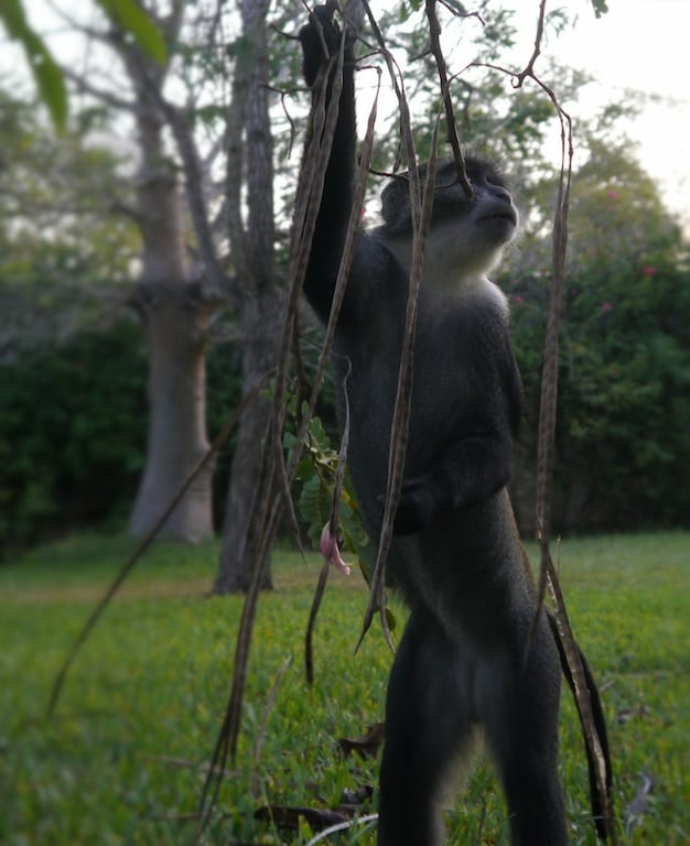 topmodel