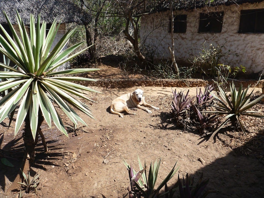 Garden outside stone house
