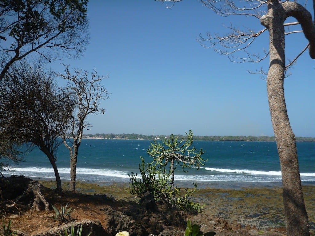 Ocean view through trees