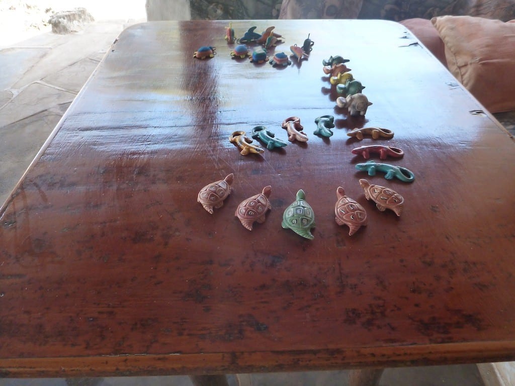 Shells displayed on table