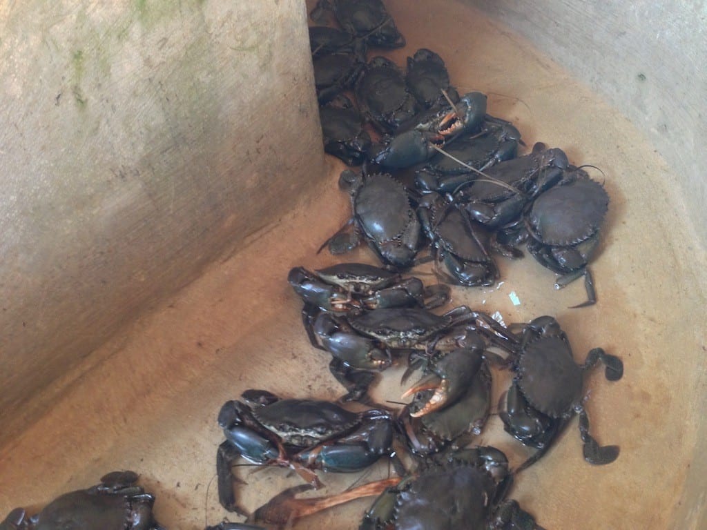 Small turtles in enclosure