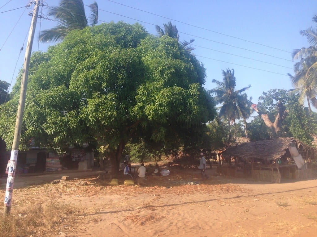 Tree in village square