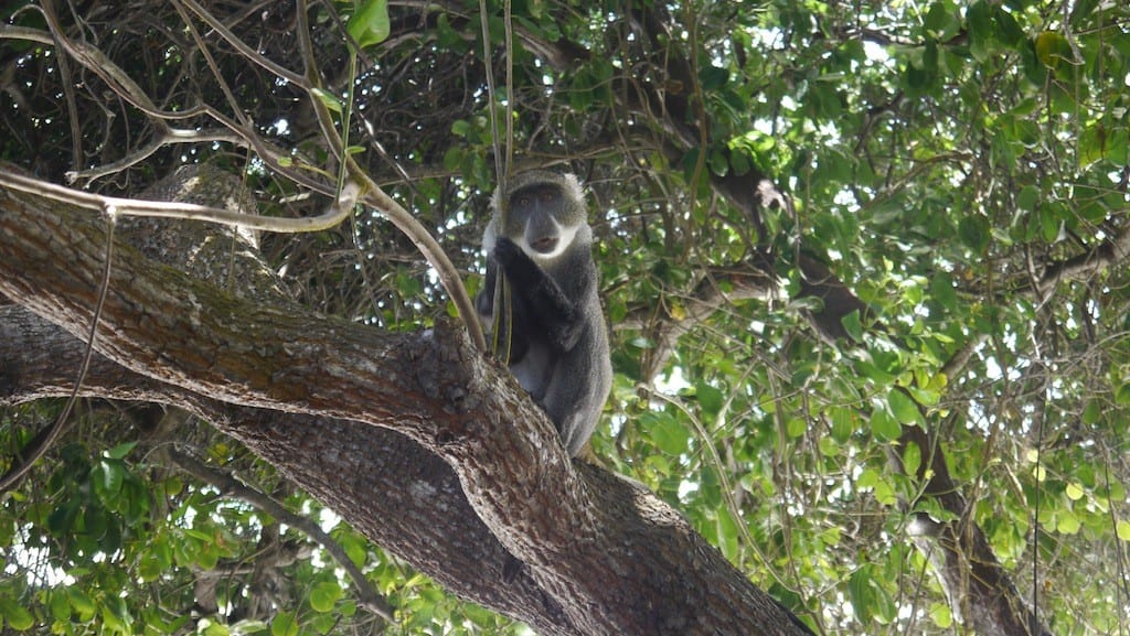 When I was on my way to the beach, a monkey started bothering me. ‘You, in that stupid hat, something’s going down in your crib.’
