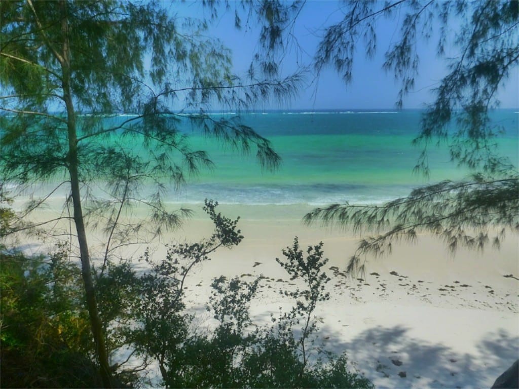 Beach beneath shady trees